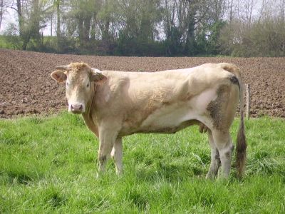 Une vache blonde d'Aquitaine